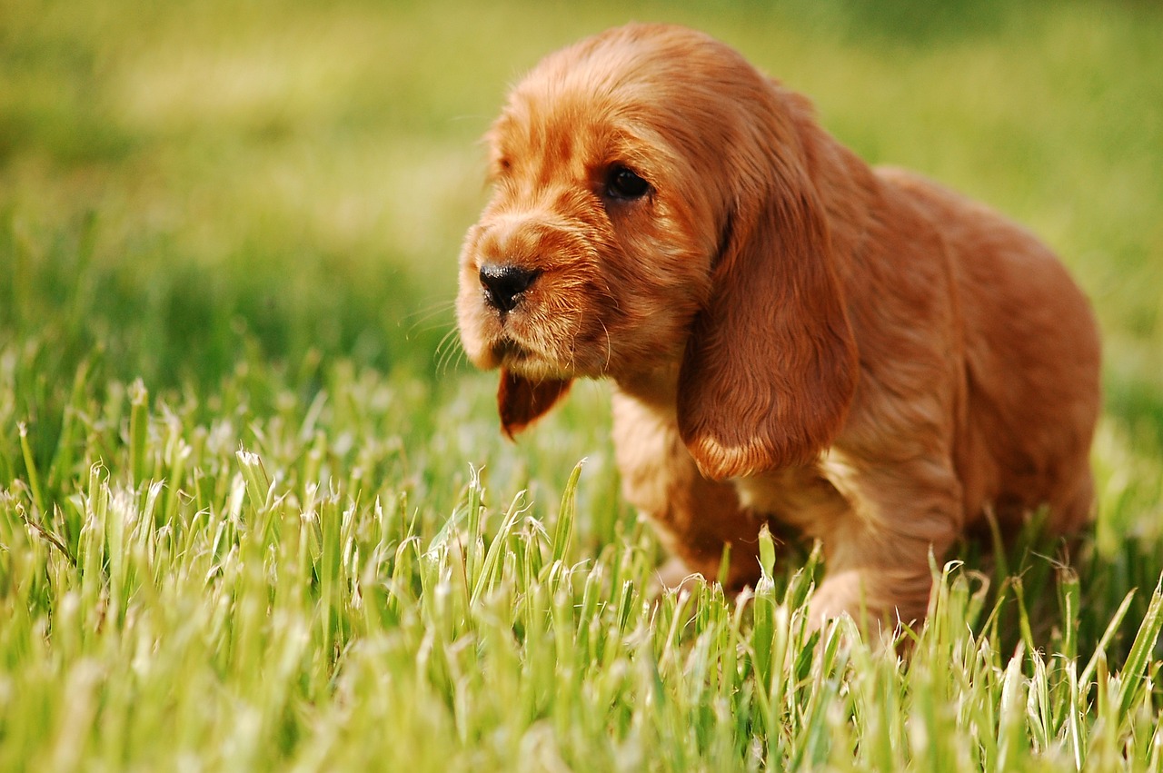 The Friendly Spirit of the Clumber Spaniel